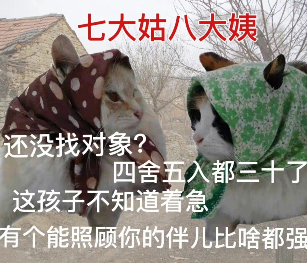 猫狗