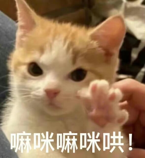 猫狗