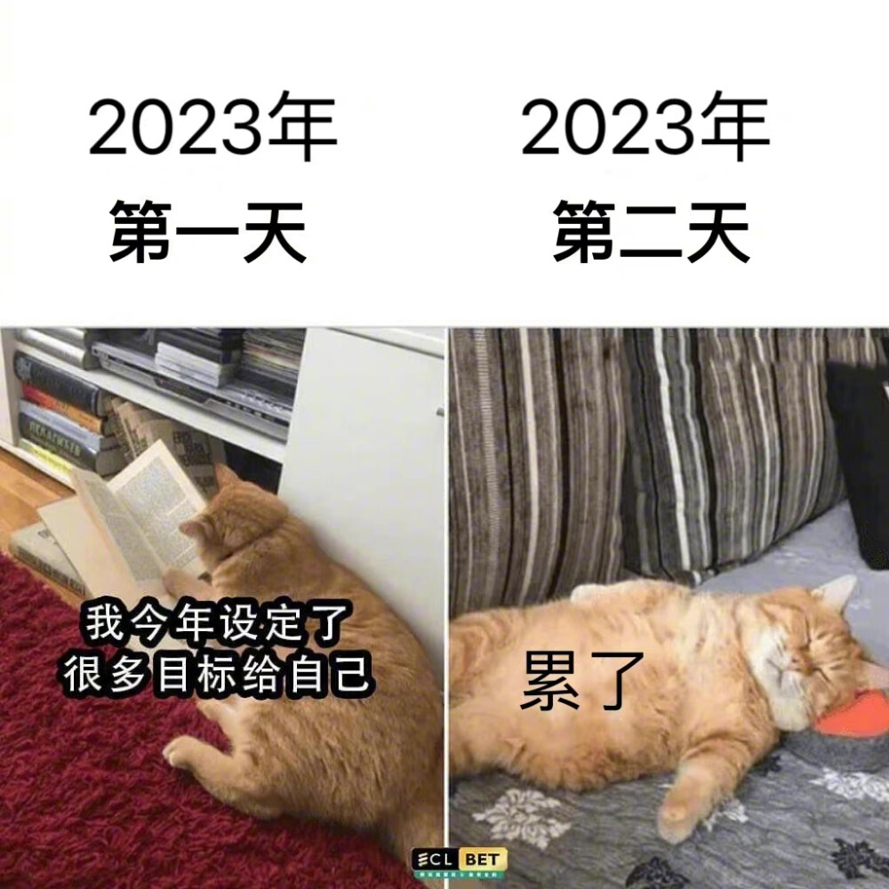 猫狗