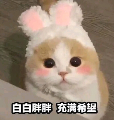 猫猫