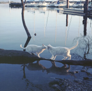 猫 背景 朋友圈背景
