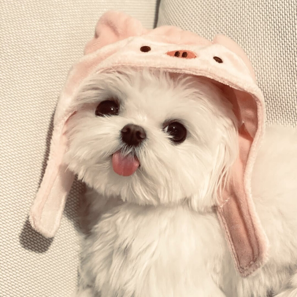 休猫咪休狗狗1261790661716106796238