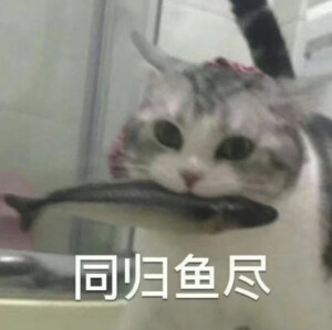 咪咪