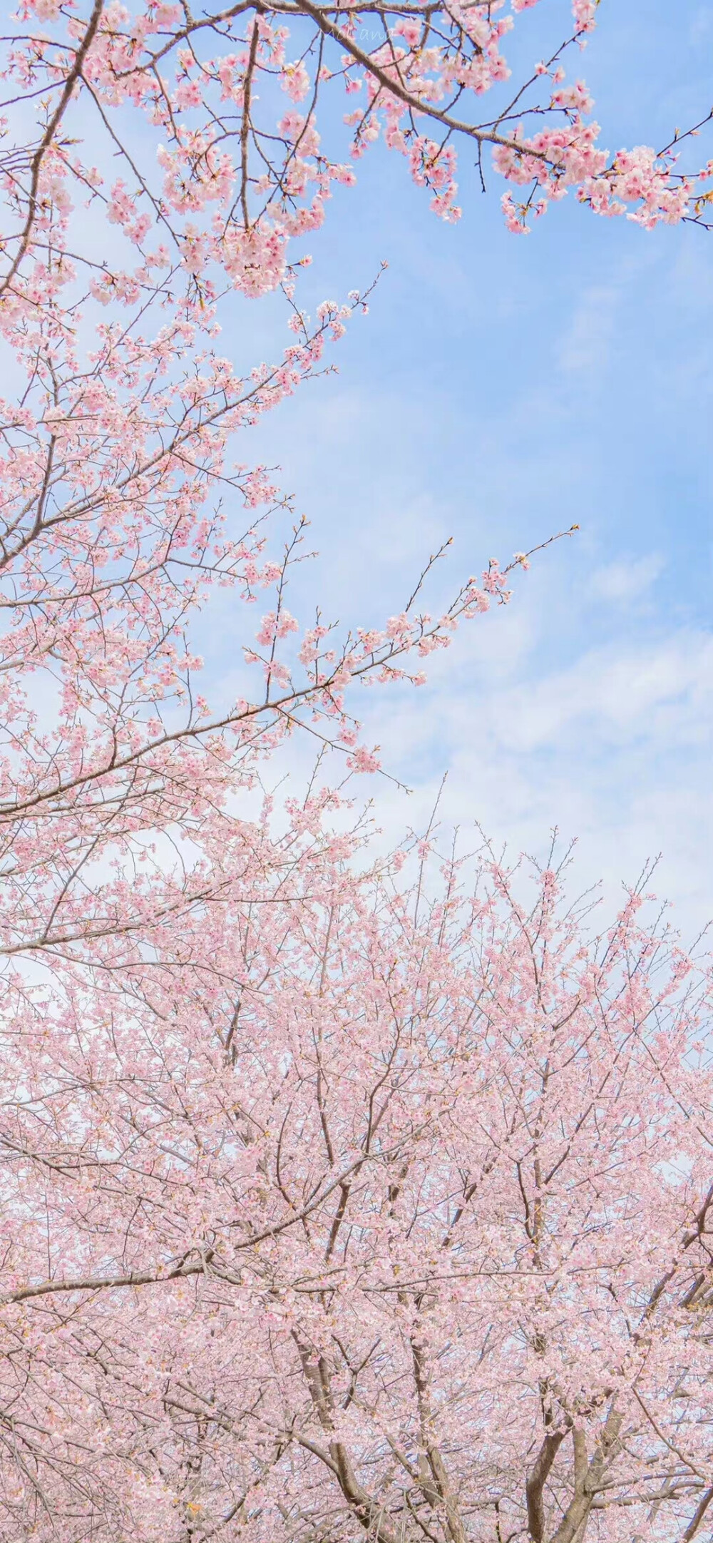 鲜花壁纸