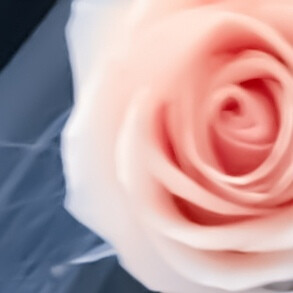 Ice crystal rose.