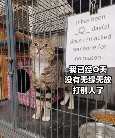 猫猫meme