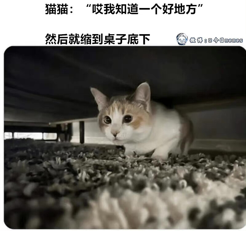 猫猫meme