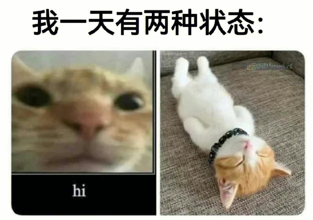 猫猫meme