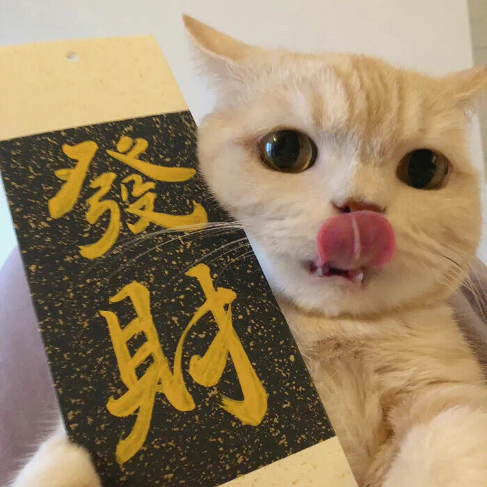 猫猫情头｜猫咪情头