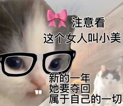 沙雕猫咪表情包