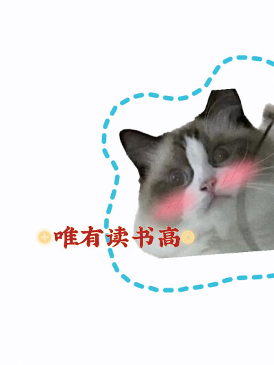 猫咪布偶猫（柠檬）学习壁纸