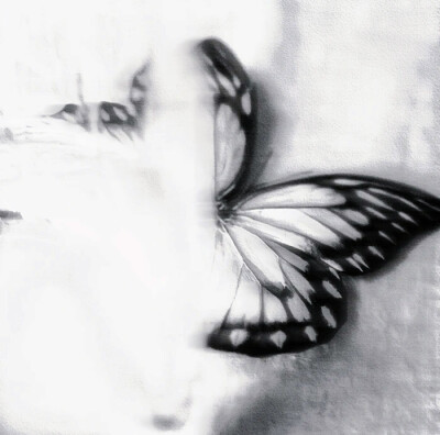 Butterfly melody