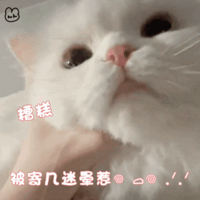 猫猫表情