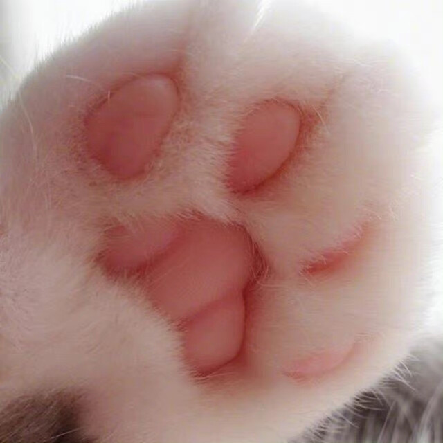 爪