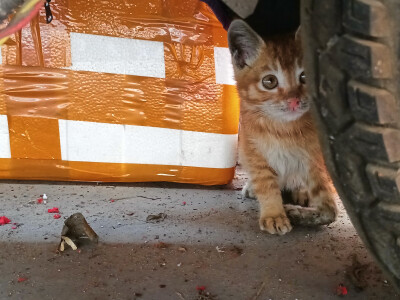 橘猫
