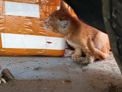 橘猫