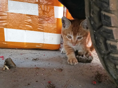 橘猫