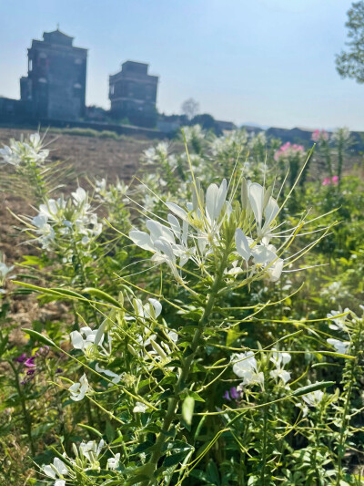 醉蝶花