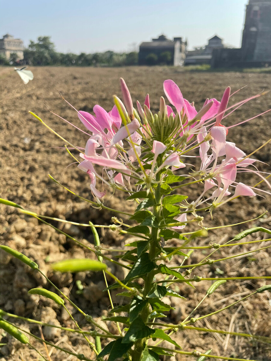 醉蝶花