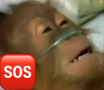 沙雕动物表情包