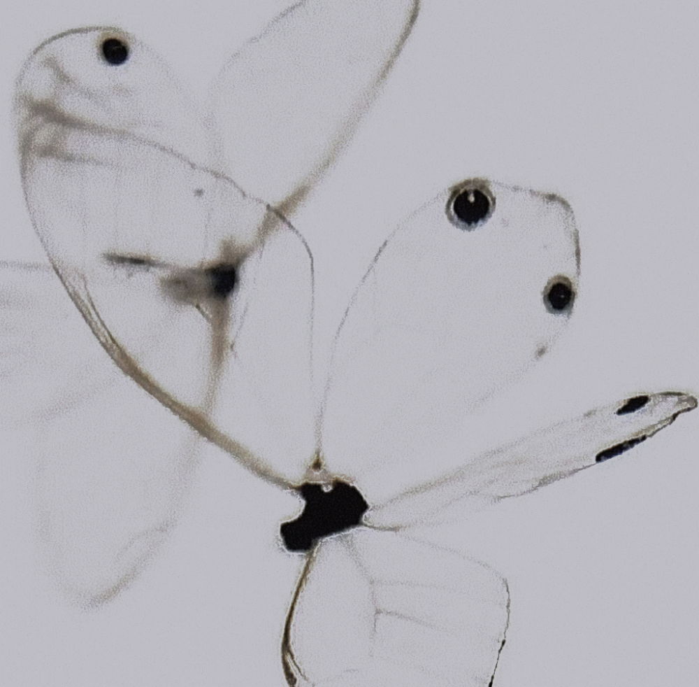 " Notfall ：전희진*응급실 "