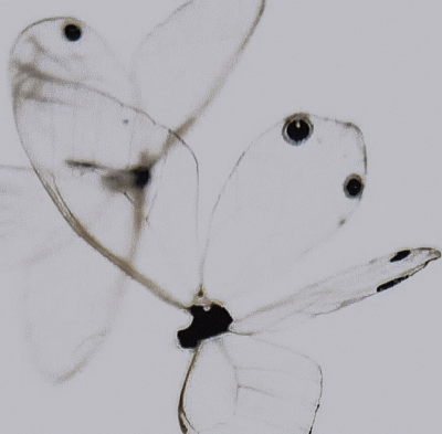 " Notfall ：전희진*응급실 "