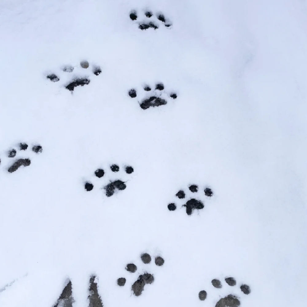 雪地