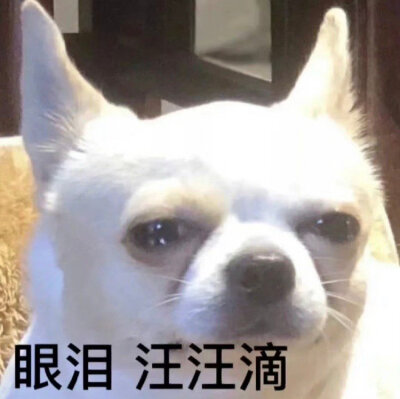 表情包