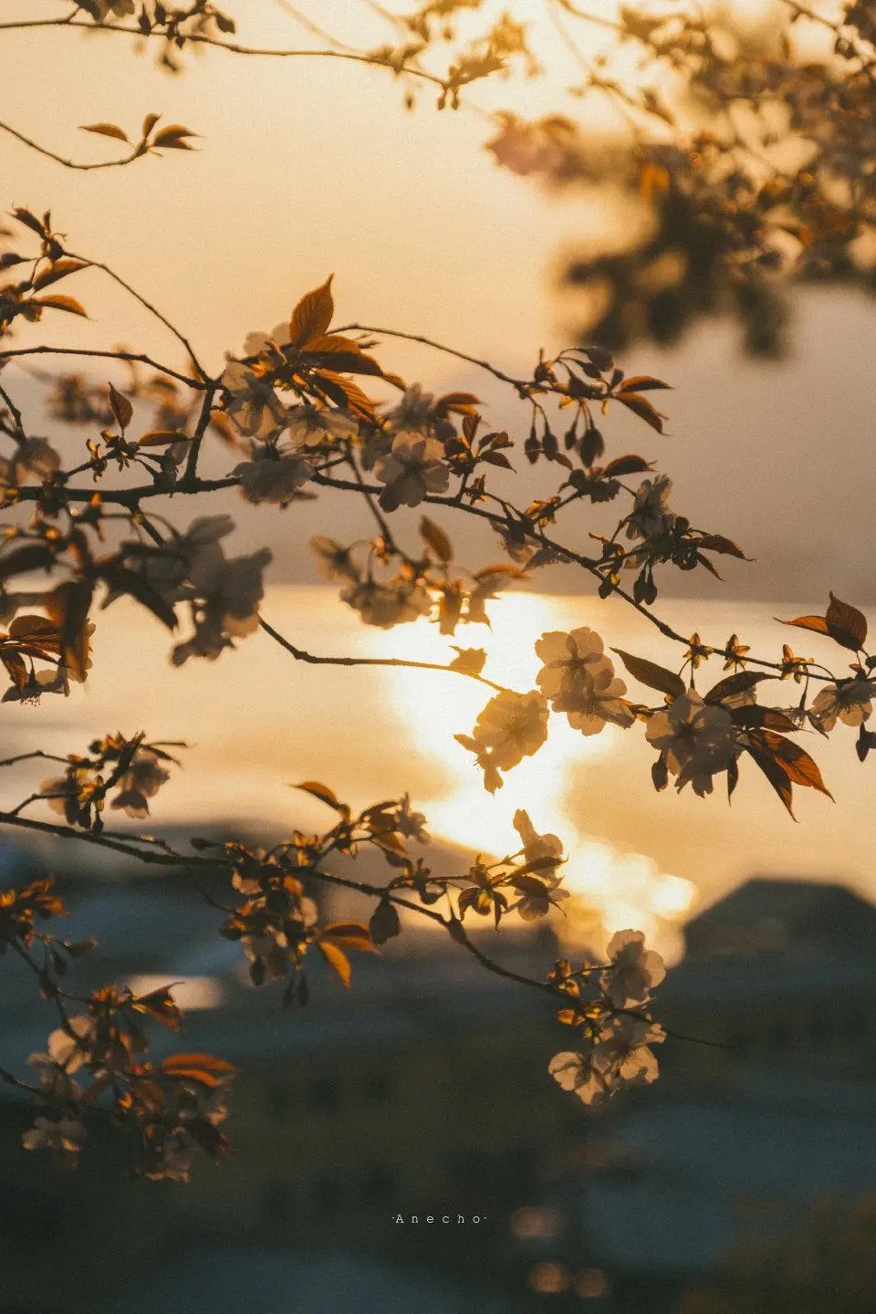 夕阳
静花