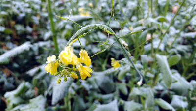 美丽吉安：乡村风光之霜冻的油菜花