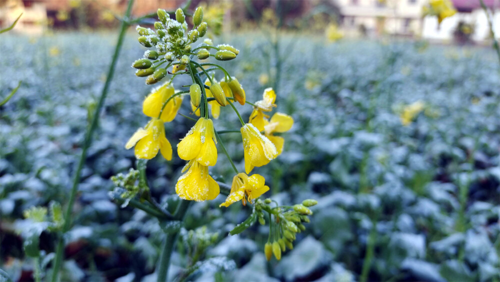 美丽吉安：乡村风光之霜冻的油菜花