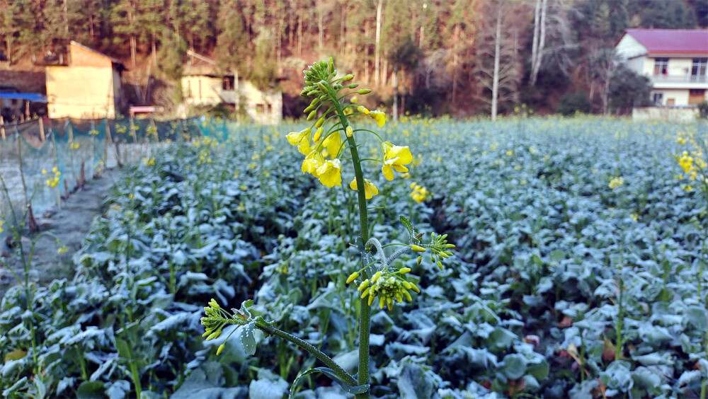 美丽吉安：乡村风光之霜冻的油菜花