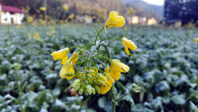 美丽吉安：乡村风光之霜冻的油菜花