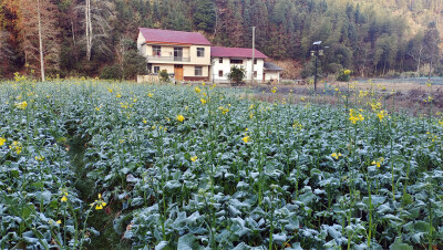 美丽吉安：乡村风光之霜冻的油菜花