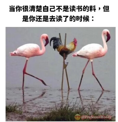 表情包