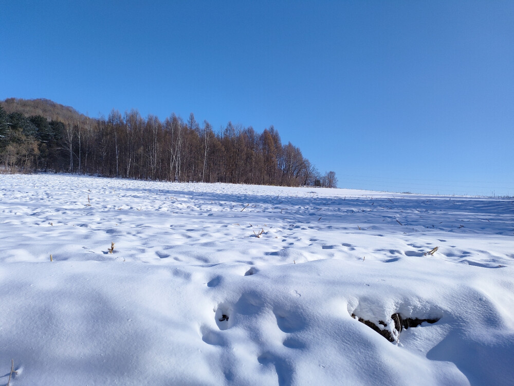 雪地