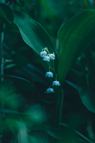 你好，欢迎来到花的世界