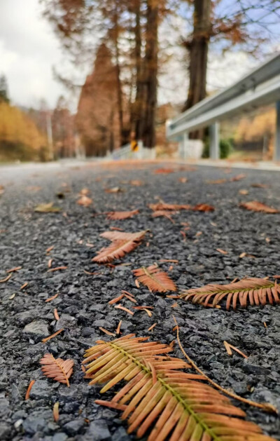 路边的水杉