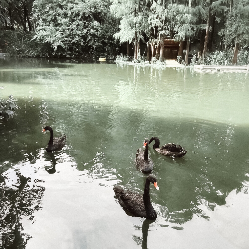 ▷「你骄傲的飞远 我栖息的夏天 ༶⁺₊₊⁺༶ 」