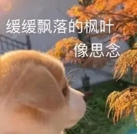 发疯表情包