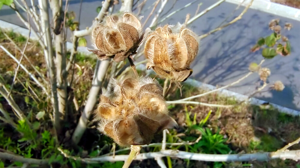 美丽吉安：随拍之开裂的木芙蓉果实