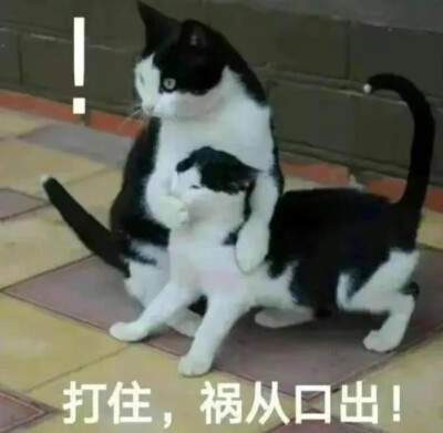 表情包