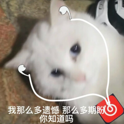 猫猫狗狗