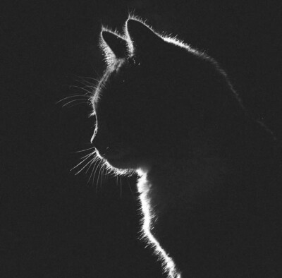 猫咪