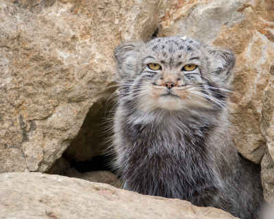 Pallas cat 兔狲