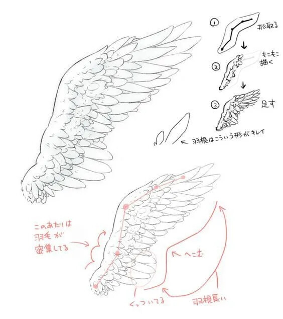 绘画素材翅膀