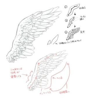 绘画素材翅膀