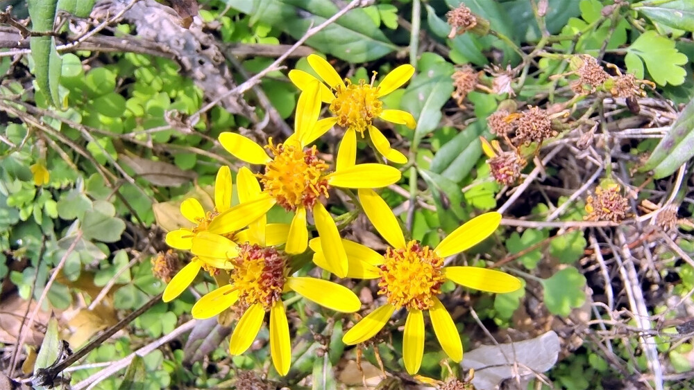 吉安随拍：花花草草之千里光