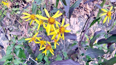 吉安随拍：花花草草之千里光