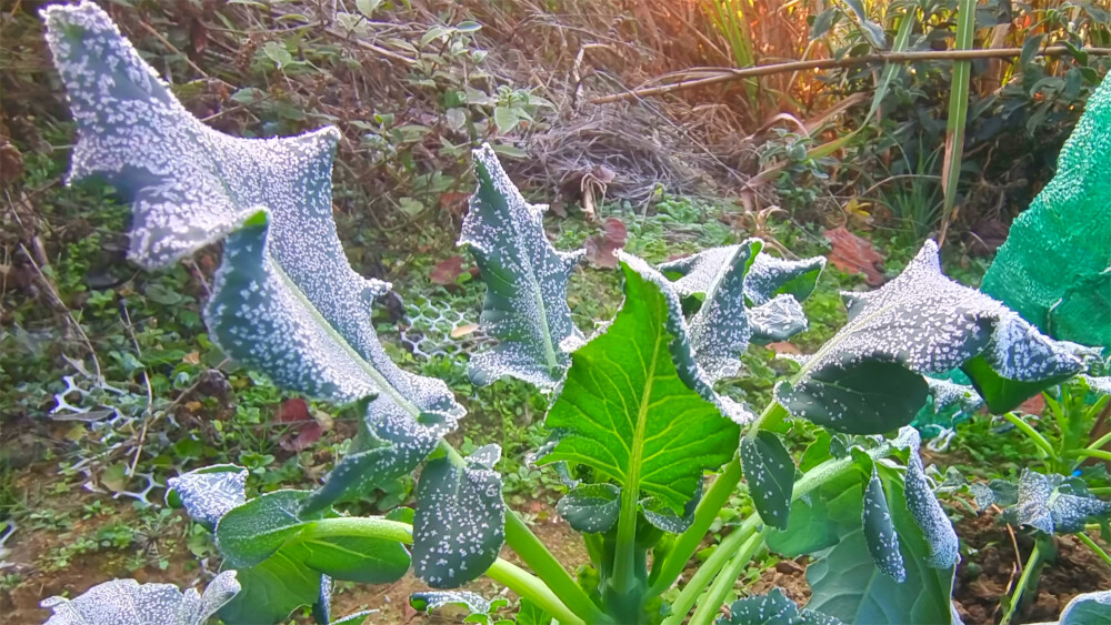 吉安随拍：霜冻的花椰菜